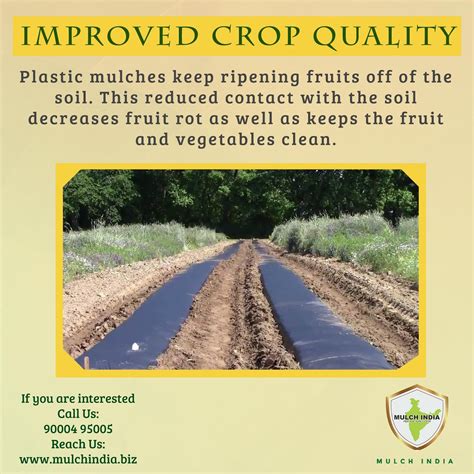 MulchIndia Improved Crop Quality Plastic Mulch Mulch India Call Us