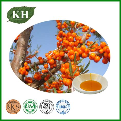 Natural Anti Oxidiant Hippophae Rhamnoides L Sea Buckthorn Seed Oil