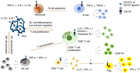 The Role Of Cd On Immune Cells In The Tumor Microenvironment Cd