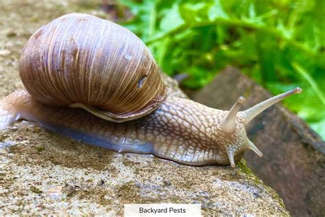 9 Reasons Why Snails Come Out When It Rains