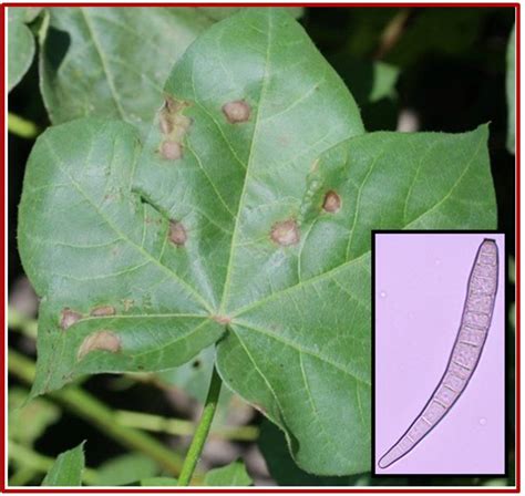 What Is Causing The Late Season Cotton Defoliation In Cotton In West Texas Texas Row Crops