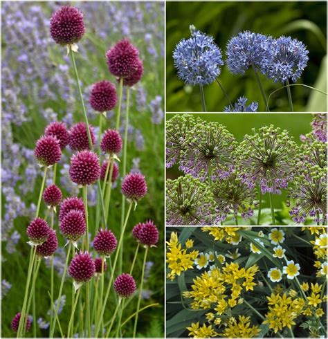 Allium Multiple Varieties | Allium | Shades of Green Inc.