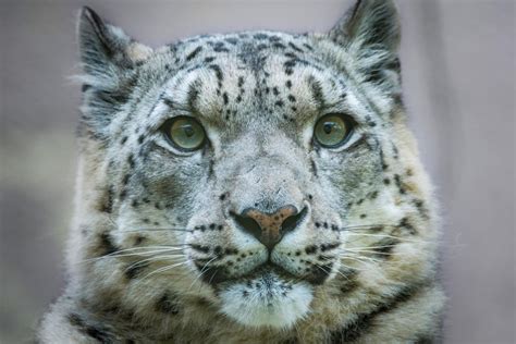 Día Internacional del Leopardo de las Nieves Por qué se celebra el 23