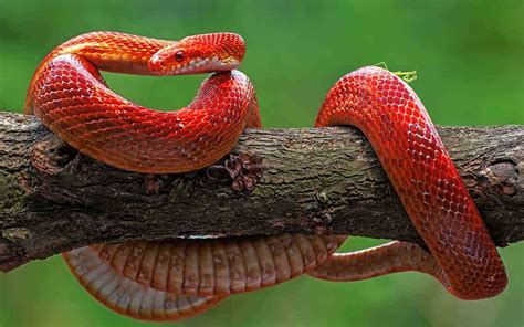 Sonhar Cobra Vermelha É bom ou ruim Qual significado