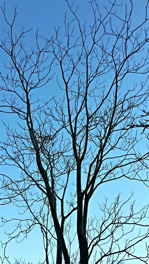 Banco de imagens árvore natureza ramo inverno plantar céu folha