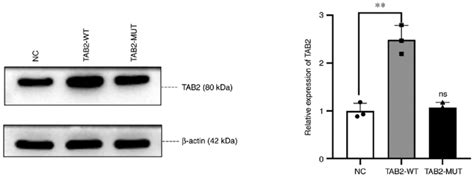 Western Blotting Results Showing That Protein Expression In The Tab Wt