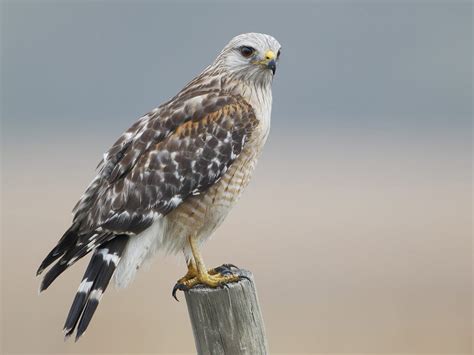 Types of Hawks in Oklahoma (Full Guide) | Bird Fact