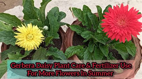 Gerbera Daisy Plant Perfect Care Fertilizer Use Before Summer