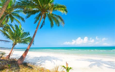 Fondos De Pantalla Palmera En La Orilla De La Playa Durante El D A