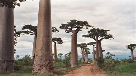 beauty  madagascars giant baobab trees discvrblog