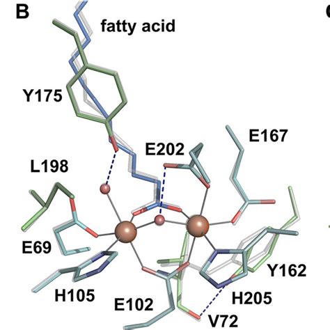 A And B The Active Site Of R2lox In The Reduced A And Oxidized B