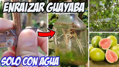 Como Hacer Acodo De Guayaba En Agua Youtube