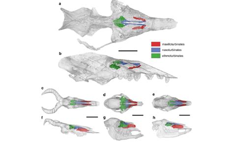 Three-dimensional CT-scan reconstruction of skulls and related ...