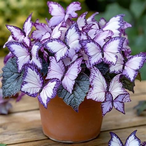 Moonlight Butterfly Begonia Purple And White