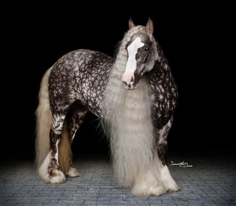 Pin By Litsa Larson On Horses With Beautiful And Cool Hair Pretty