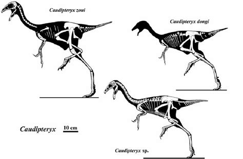 The Origin of Oviraptorosaurs (Diet in Oviraptorosaurs III)