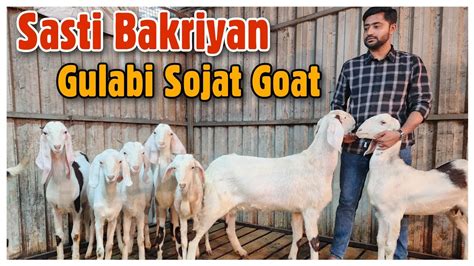 Sasti Bakriyan Gulabi Sojat Goats At Arfa Goat Farm Nasik Sojat