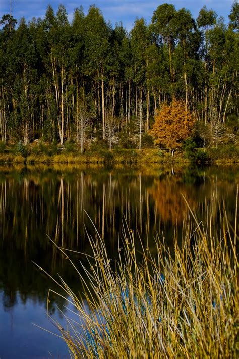 Free Images Landscape Tree Nature Forest Grass Marsh Swamp