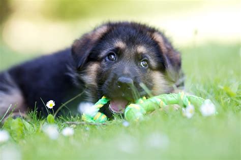 The Ultimate 7 Week Old German Shepherd Puppy Guide Shepherd Sense