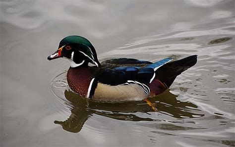 rambles with a camera: Grange over Sands duck pond