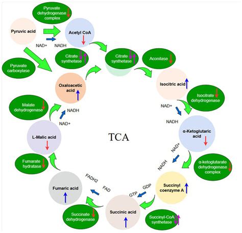 The Schematic Diagram Of The Tca Cycle The Red Arrow Indicates Organic