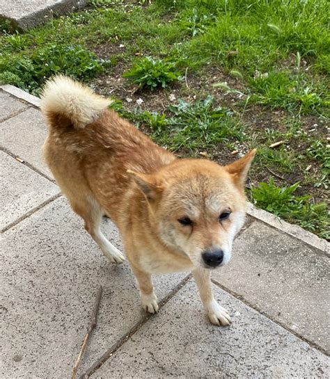 Formia Cucciolo Di Cane Akita Scappa Di Casa E Sale Su Un Autobus Ma