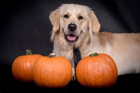 Golden Retriever Halloween Costumes The Pet Supply Guy