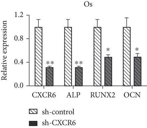 CXCR6 Knockdown By Small Hairpin RNA Technique A Quantitative CXCR6