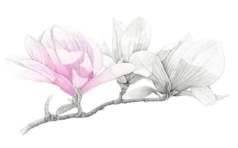 how to draw a southern magnolia flower