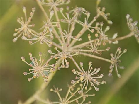 Overblown Flowers of a Ground Elder Plant Stock Photo - Image of apiaceae, detail: 195642650