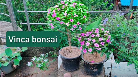 How To Make Vinca Bonsai Vinca Plant Bonsai Sadabahar Bonsai Sada