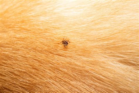 How To Get Rid Of Mites On Dogs? — 11 Solutions