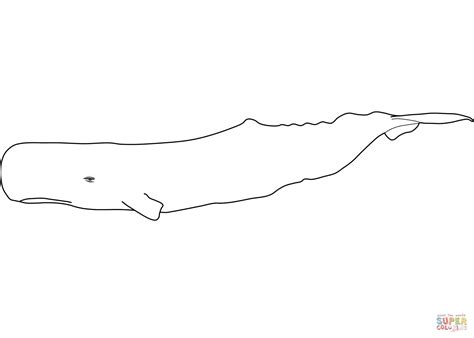 Sperm Whale Coloring Page Free Printable Coloring Pages