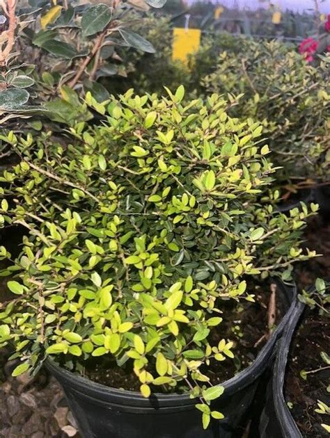 Dwarf Yaupon Holly Midwest Propagation Nursery