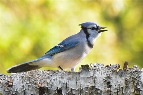 Blue Jay, noisy, raucous, but beautiful. | Bird photography, Blue jay ...