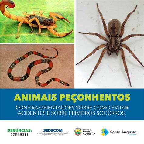 Cuidados Animais Pe Onhentos Prefeitura Municipal De Santo Augusto