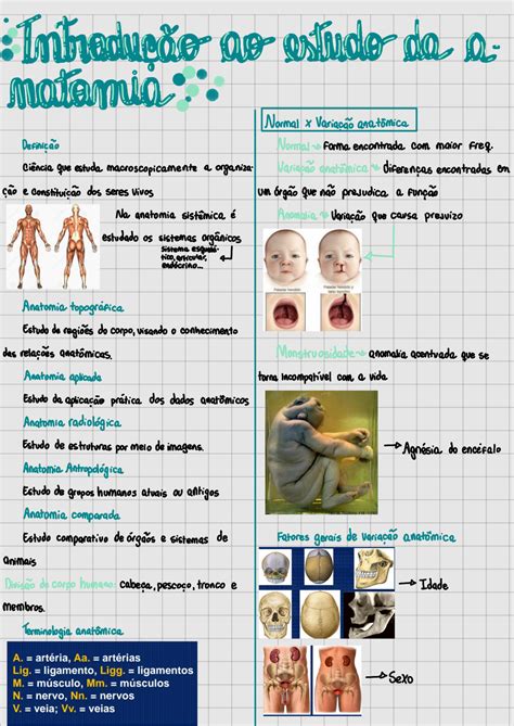 Solution Introdu O Ao Estudo Da Anatomia Studypool