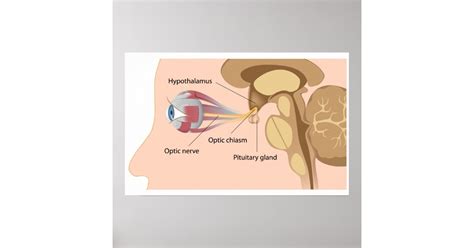 Pituitary gland and optic chiasm Poster | Zazzle