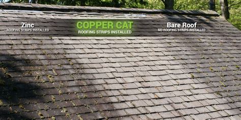 Copper Cat Get Rid Of The Algae On Your Roof Shop Now Home