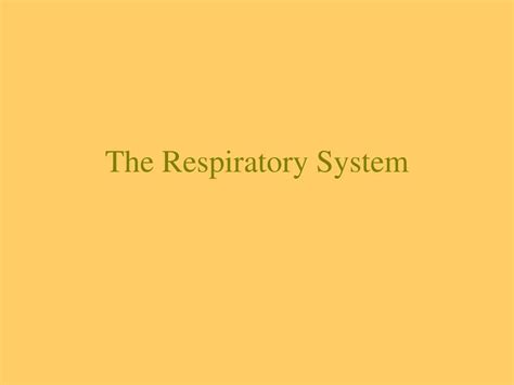 Ppt The Respiratory System Powerpoint Presentation Free Download