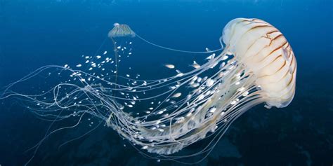 Allarme Meduse Nel Mediterraneo Zero Zero News