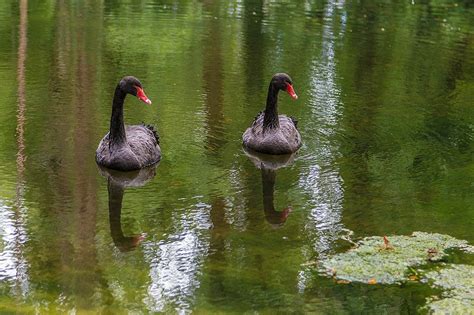 Swans Birds Lake Black - Free photo on Pixabay - Pixabay