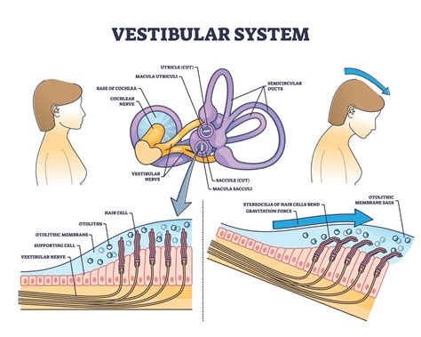 vestibular rehabilitation physioflow pt physical therapy