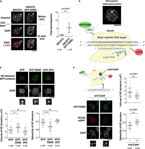 Imaging The Response To DNA Damage In Heterochromatin Domains Reveals