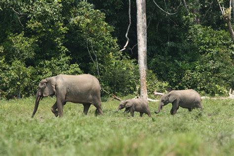 Kinderweltreise ǀ Kongo Demokratische Republik Tiere Pflanzen