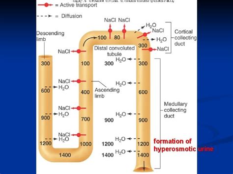 Urine Concentration And Dilution Regulation Of Extracellular Fluid