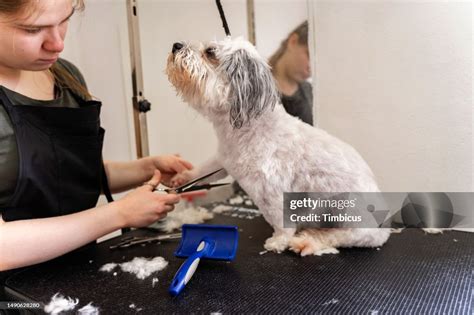 Maltese Dog At Pet Grooming Center High-Res Stock Photo - Getty Images