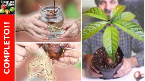 Gu A Completa C Mo Sembrar Un Aguacate En Maceta De Forma Exitosa Paso