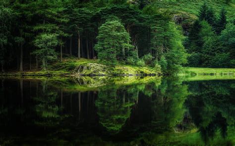 Wallpaper Pohon Pemandangan Danau Alam Refleksi Rumput Hijau