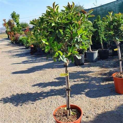 Photinia Red Robin copăcel la ghiveci Pepiniera Sosa